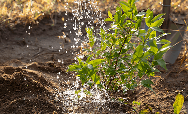 person-watering-plant 1 (1)